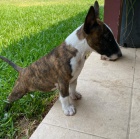 Prod�m �t��ata anglick�ho bulteri�ra.