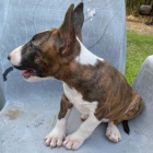 Prod�m �t��ata anglick�ho bulteri�ra.