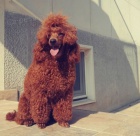 �erven� miniaturn� pudl �t��ata