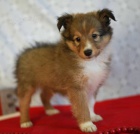 Prod�m �t��ata SHELTIE
