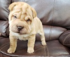Prod�m �t��ata SHAR-PEI.