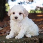 mini hra�ka o�kovan� �t��ata pudla na prodej.