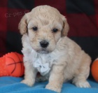 Prod�m mini �t��ata BICHON POO.