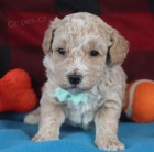 Prod�m mini �t��ata BICHON POO.