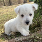 Prod�m mini �t��ata West Highland White Terriers