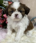 Prod�m �t��ata SHIH TZU