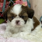 Prod�m �t��ata SHIH TZU