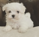 PROD�M O�KOVAN� miniaturn� �t��ata malt�z�k�.