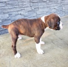 Prod�m o�kovan� �t��ata boxera