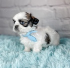 Prod�m �t��ata SHIH TZU