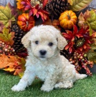 �t��ata havanese na prodej.