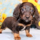 Prod�m zdrav�, o�kovan� a od�erven� �t��ata dlouhosrst�ch mini jezev��k�