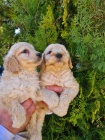 Goldendoodle �t��ata na prodej
