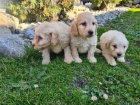 Goldendoodle �t��ata na prodej