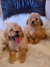Labradoodle �t��ata na prodej