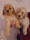 Labradoodle �t��ata na prodej
