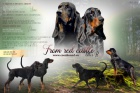 Velmi o�ek�van� vrh �t���tek Black and Tan Coonhound