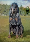 Velmi o�ek�van� vrh �t���tek Black and Tan Coonhound