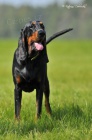 Velmi o�ek�van� vrh �t���tek Black and Tan Coonhound