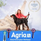 Velmi o�ek�van� vrh �t���tek Black and Tan Coonhound