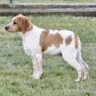 Epagneul Breton �t��ata