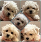 Bi�onek �t��ata