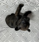 Francouzsk� buldo�ek �t��ata s PP FCI