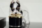 Prod�m �t��ata yorkie Biewer