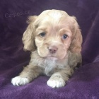 pes a fena anglick�ho kokr�pan�la �t��ata k adopci.