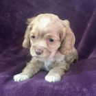 pes a fena anglick�ho kokr�pan�la �t��ata k adopci.