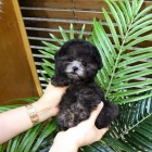 Prod�m kr�sn� mini �t���tka �ern�ho pudla