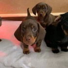 Prod�m zdrav� mini �t��ata hladkosrst�ho jezev��ka.