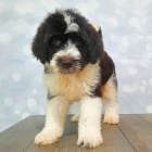 �t��ata portugalsk�ho vodn�ho psa k adopci.