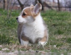 Pembroke Welsh Corgi �t��ata