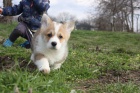 Pembroke Welsh Corgi �t��ata