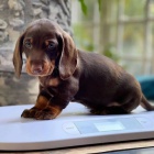 zdrav�, o�kovan� a od�erven� �t��ata trpasli��ch hladkosrst�ch jezev��k� k adopci