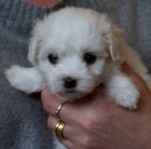 Prod�m sn�hov� b�l� mini o�kovan� a od�erven� �t��ata malt�z�k�.