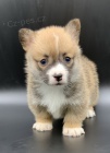 Pembroke Welsh Corgi mini zdrav� a o�kovan� �t��ata na prodej.