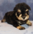 Prod�m �t��ata mal�ch kn�ra��.