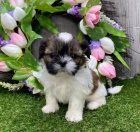 Zdrav�, o�kovan� a od�erven� mini �t���tka SHIH TZU k adopci.