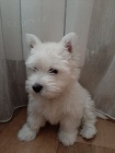 Prod�m mini o�kovan� a od�erven� �t��ata West Highland White Terriers