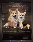 Vel�sk� Corgi Pembroke �t��ata