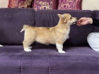 Vel�sk� Corgi Pembroke �t��ata