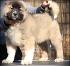 Kavkazsk� ov��k KR�SN� �t���tka