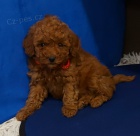 Toy pudl �t��ata