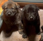 N�meck� ov��k �t��ata - pracovn� linie