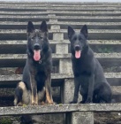 N�meck� ov��k �t��ata - pracovn� linie