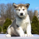 Rozko�n� �t���tka alja�sk�ho malamuta jsou p�ipravena do nov�ch rodin.