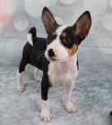 Kr�sn� �t���tka Basenji jsou p�ipravena do nov�ch rodin.