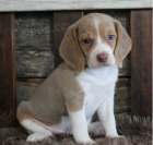 �t��ata b�gla na prodej.